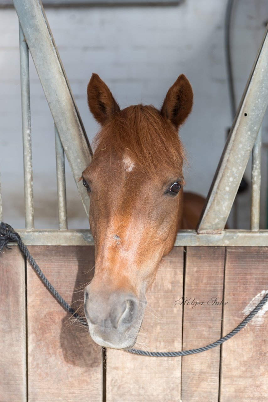 Bild 5 - Pony Akademie Turnier